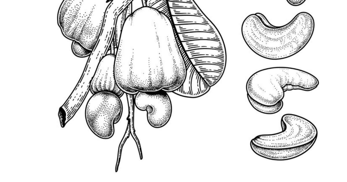Cashew Apple