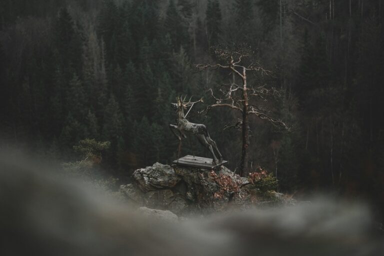 Wilddreams